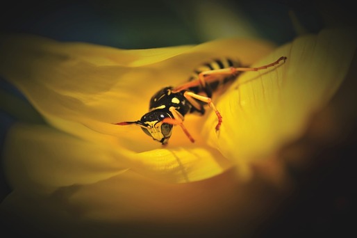 Invazie de viespi asiatice în Europa