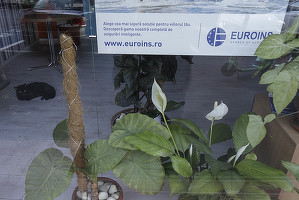 DOCUMENT Explicațiile trimise de ASF către Parlament pentru cazul Euroins și ce pregătește pentru tarifele RCA