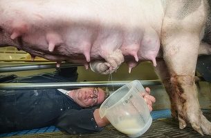 Un fermier olandez produce prima înghețată din lume din lapte de porc