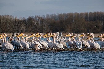 Delta Dunării în flăcări. Peste 900 de hectare de vegetație mistuite în 11 incendii, în doar două zile de caniculă