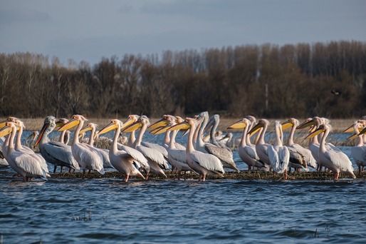 Delta Dunării în flăcări. Peste 900 de hectare de vegetație mistuite în 11 incendii, în doar două zile de caniculă