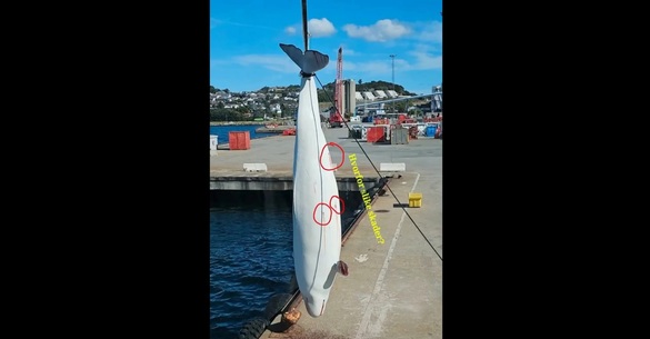 FOTO Beluga ”Hvaldimir”, suspectată că ar fi un spion rus, găsită moartă în sud-vestul Norvegiei