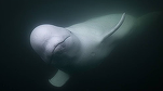 FOTO Beluga ”Hvaldimir”, suspectată că ar fi un spion rus, găsită moartă în sud-vestul Norvegiei