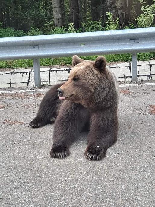 Turiștii care hrănesc urșii de pe Transfăgărășan vor fi amendați de două ori