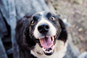 Oamenii cheltuiesc mai mult ca niciodată pe animalele lor de companie. Cheltuielile pentru îngrijirea copiilor, depășite