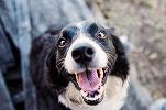 Oamenii cheltuiesc mai mult ca niciodată pe animalele lor de companie. Cheltuielile pentru îngrijirea copiilor, depășite