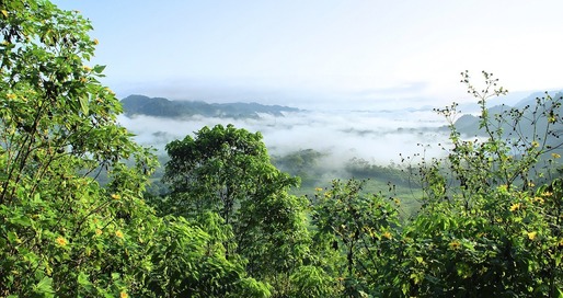 Amazonia, care joacă un rol crucial în combaterea încălzirii globale, a pierdut în mai puțin de 40 de ani o suprafață aproape echivalentă cu cea Columbiei