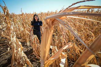 Lucrările agricole în câmp se vor desfășura cu dificultate în aproape toată țara, din cauza secetei