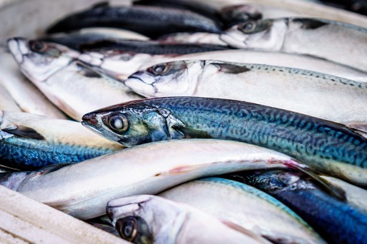 România a exportat 2.239 tone de pește, crustacee și moluște în 2014; importurile au fost de 21 de ori mai mari
