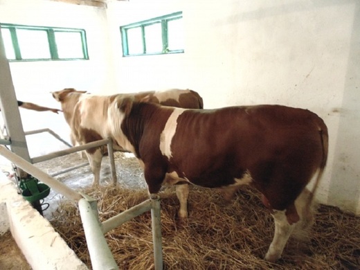 Asociația Crescătorilor de Vaci "Balțată Românească" tip Simmental (ACVBR tip Simm) a primit Certificatul de recunoaștere internațională pentru registrul genealogic