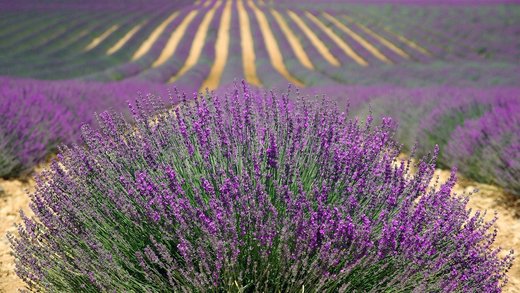 Cipru apelează la plantele aromatice pentru a atrage noi turiști
