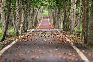 SUA lansează o schemă de plantare a copacilor de 1 miliard de dolari