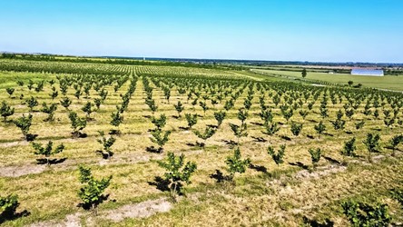 FOTO Dorin Bob atrage peste 4 milioane euro pentru modernizarea și digitalizarea uneia dintre cele mai mari plantații de aluni din România