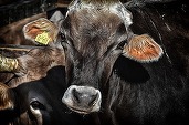 Un crescător de vaci devine milionar în euro după ce a dat statul român în judecată. Una dintre cele mai mari compensații acordate vreodată în România 