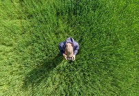 Apar dronele agricole și în România