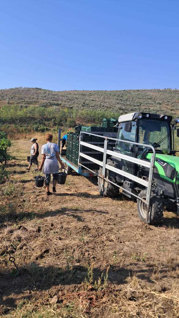 EXCLUSIV FOTO Aerotravel intră din turism în viticultură, cu planuri de investiții de milioane de euro. Antonio Nițu, CEO: Un cunoscător va aprecia diferența
