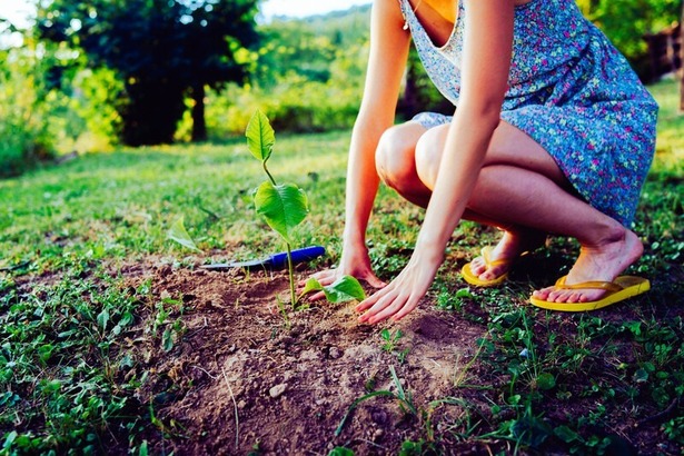 Extinderea pădurilor din România - Rodbun atrage aproape 20 milioane de euro 