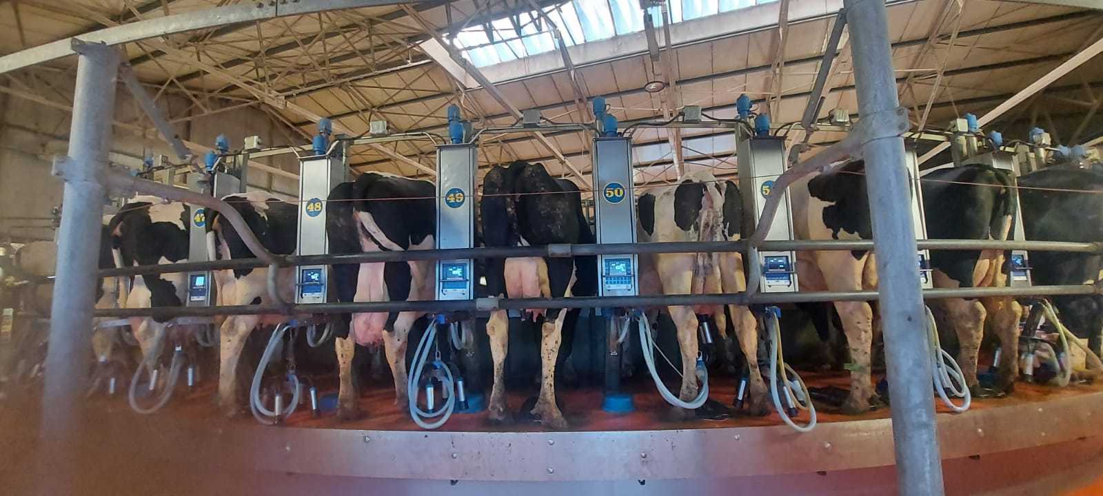 DN Agrar ridică o mare fabrică de lapte cu finanțare Exim Banca Românească