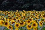 România ar urma să își întărească în acest an poziția de cel mai mare producător de floarea-soarelui din Uniunea Europeană