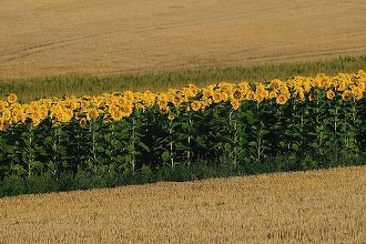Cu marele ajutor al privaților, suprafața cultivată în România a crescut. Peste 99% hectare, în proprietate privată