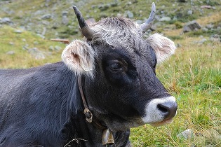 FOTO România bifează o premieră. Prima licitație dedicată taurilor de reproducție din rasele Limousine și Charolaise
