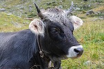 FOTO România bifează o premieră. Prima licitație dedicată taurilor de reproducție din rasele Limousine și Charolaise