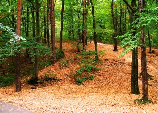 Guvernul vrea să declare pădurea Trivale rezervație naturală de interes național, pentru a o feri de "presiunea imobiliară"