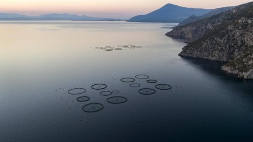 Piraeus, Eurobank, NBG și Alpha Bank scot la licitație fermele piscicole Nireus și Selonda, lideri în producția de acvacultură mediteraneană