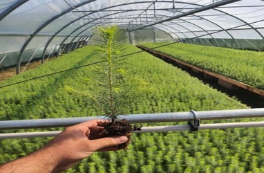 Alser Forest intenționează să atragă 3 milioane lei de la investitori într-un plasament privat