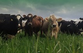 DN Agrar, companie controlată de familia olandeză de Boer – afaceri în scădere la T1, pe fondul ajustării cu un sfert a prețului laptelui