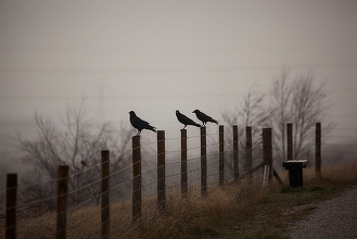  „Ciorile negre” revin a 3-a oară la BVB în acest început de an GRAFIC