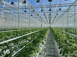 EXCLUSIV PREMIERĂ Un mare cultivator de roșii din România devine producător de energie. Va livra în rețea surplusul 