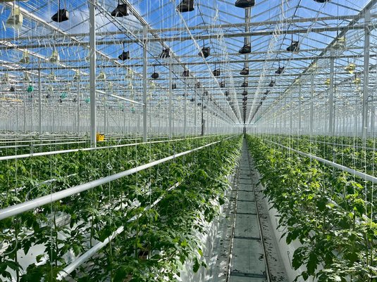 EXCLUSIV PREMIERĂ Un mare cultivator de roșii din România devine producător de energie. Va livra în rețea surplusul 