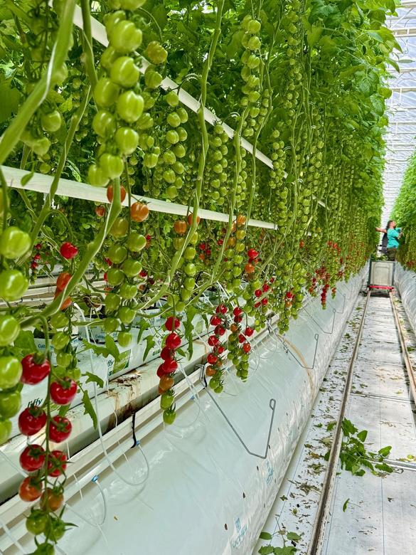 EXCLUSIV PREMIERĂ Un mare cultivator de roșii din România devine producător de energie. Va livra în rețea surplusul 