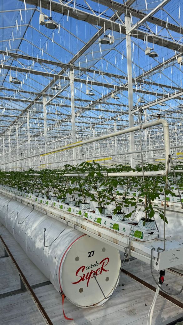 EXCLUSIV PREMIERĂ Un mare cultivator de roșii din România devine producător de energie. Va livra în rețea surplusul 