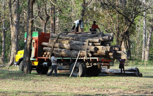 Firmele care vând lemn vor trebui să verifice dacă furnizorul a recoltat legal marfa
