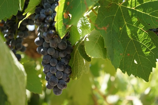Producătorul de vin Cramele Recaș, profit în creștere cu 24%