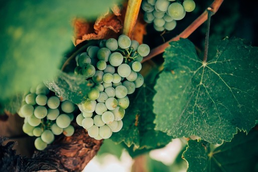 Producătorii de vin înregistrează în decembrie vânzări mai mari cu 50% față de celelalte luni