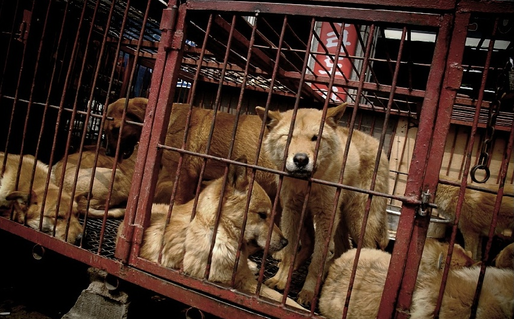 Coreea de Sud închide cea mai mare piață de carne de câine, cu un an înaintea JO de iarnă