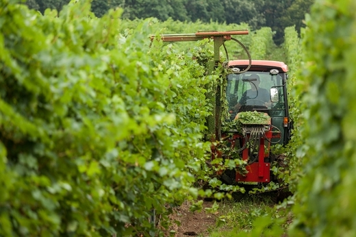 Cinci antreprenori din Transilvania au investit 5 milioane de euro într-o cramă de spumante
