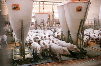 Compania agricolă Macro Suin, fosta Avicola Costesti din anii ’70, cu afaceri de peste 10 milioane euro, vine în București