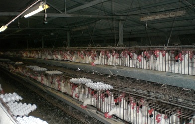 Carrefour nu va mai vinde în România anumite ouă sub marca proprie