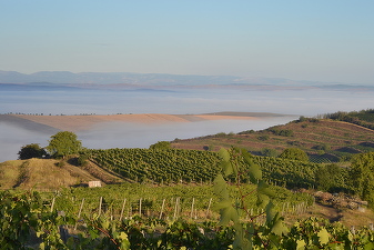Producătorul de vin Jidvei a vândut peste 14 milioane sticle în 2017