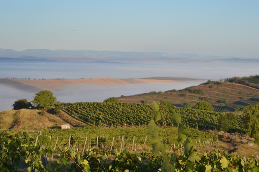 Producătorul de vin Jidvei a vândut peste 14 milioane sticle în 2017