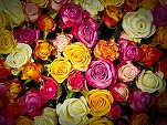 România a importat trandafiri în valoare de 16,68 milioane euro, în primele 11 luni ale anului trecut