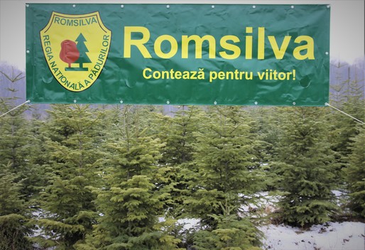 Romsilva scoate la vânzare 65.000 de pomi de Crăciun