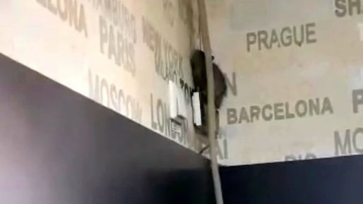 VIDEO Șobolan, filmat într-o cofetărie