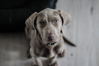 FOTO O fabrică din Florida a lansat cutii de bere cu fotografii ale unor câini ce pot fi adoptați