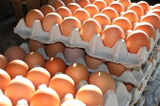 Vânzările de ouă, în scădere cu 30%; prețul la poarta fermei, cel mai mic din UE