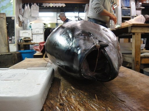 Piața de pește din Tokyo permite vizitatorilor să asiste la licitațiile de ton după o pauză de opt luni